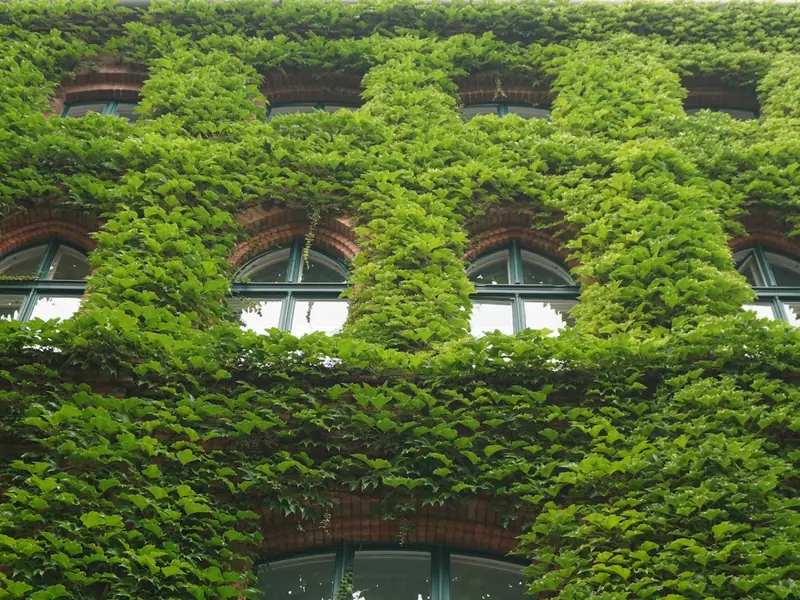 Denkmalgeschütztes Wohnhaus mit Efeu